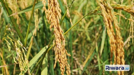 Mentan Instruksikan Percepatan Cetak Sawah 2026, Daerah Tak Serius Terancam Anggaran Dialihkan
