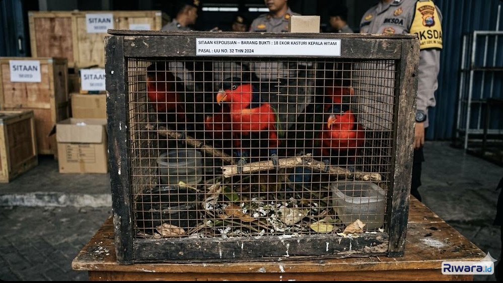 Penyelundupan 18 Burung Kasturi Kepala Hitam di Pati Digagalkan, Tiga Nelayan Terancam Pidana