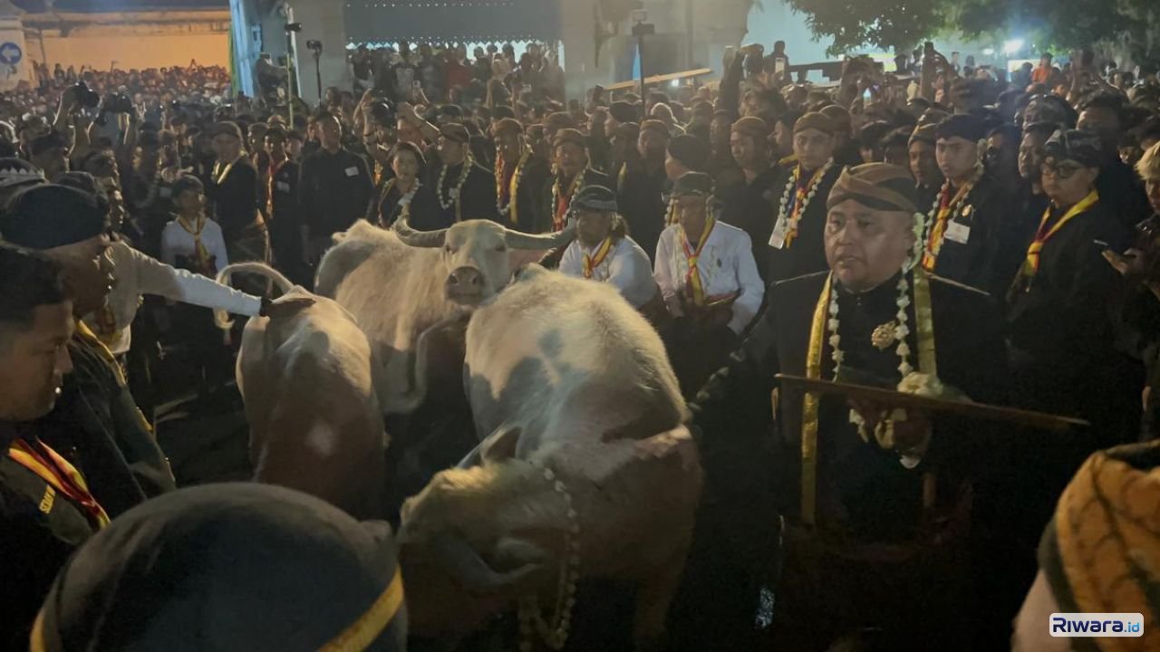 Lautan Manusia Sambut Kirab 1 Suro PB XIV, 14 Pusaka dan Tiga Kebo Bule Diarak Keliling Solo