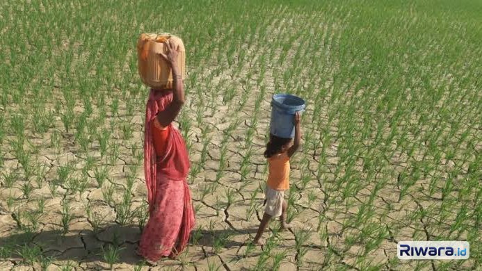 Ancam Pangan Nasional, Kementan Didesak Percepat Mitigasi El Nino hingga 2027