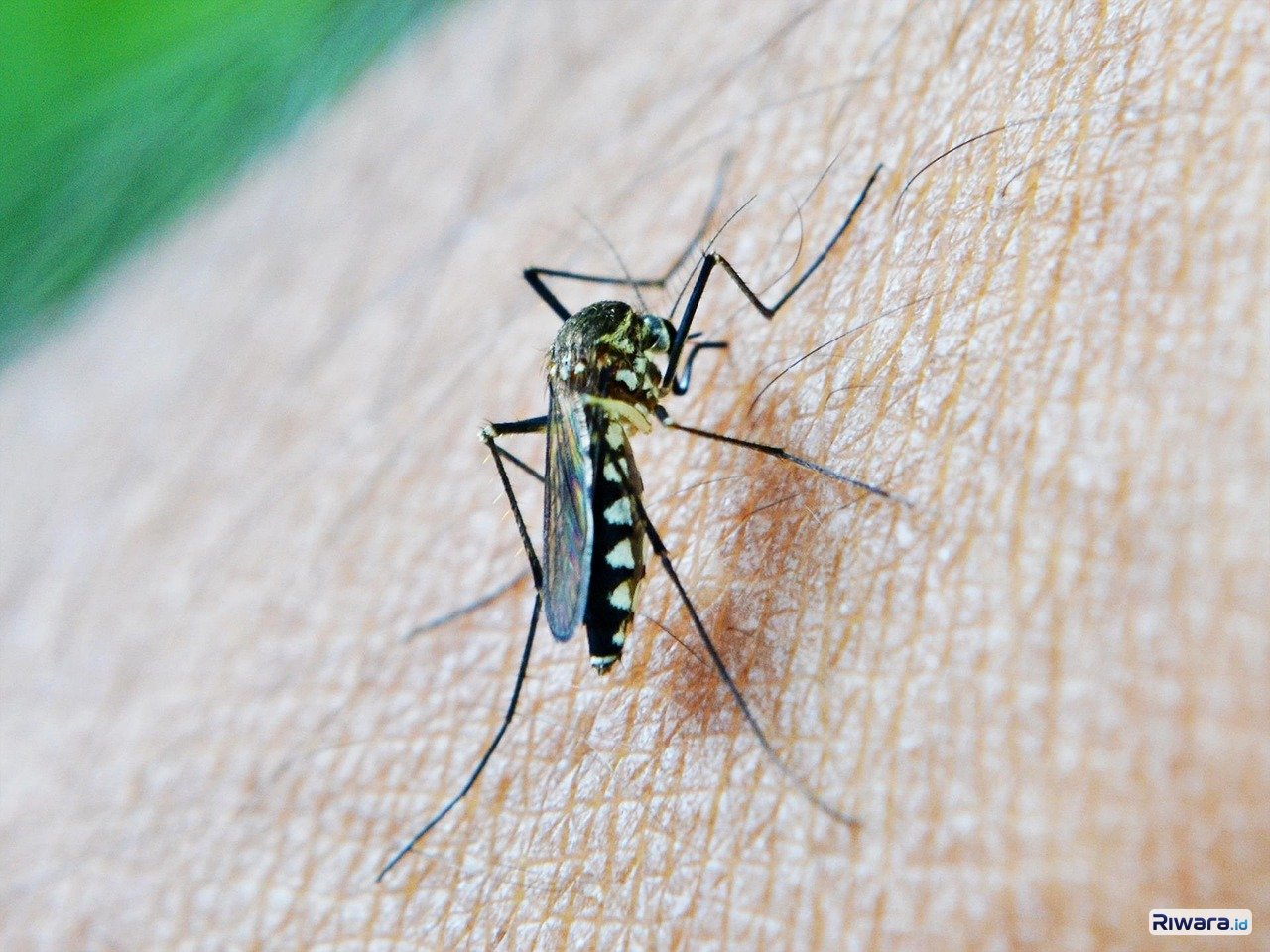Indonesia Bakal Miliki Vaksin DBD mRNA Pertama di Dunia, Seberapa Efektifkah Melawan Virus Demam Berdarah?