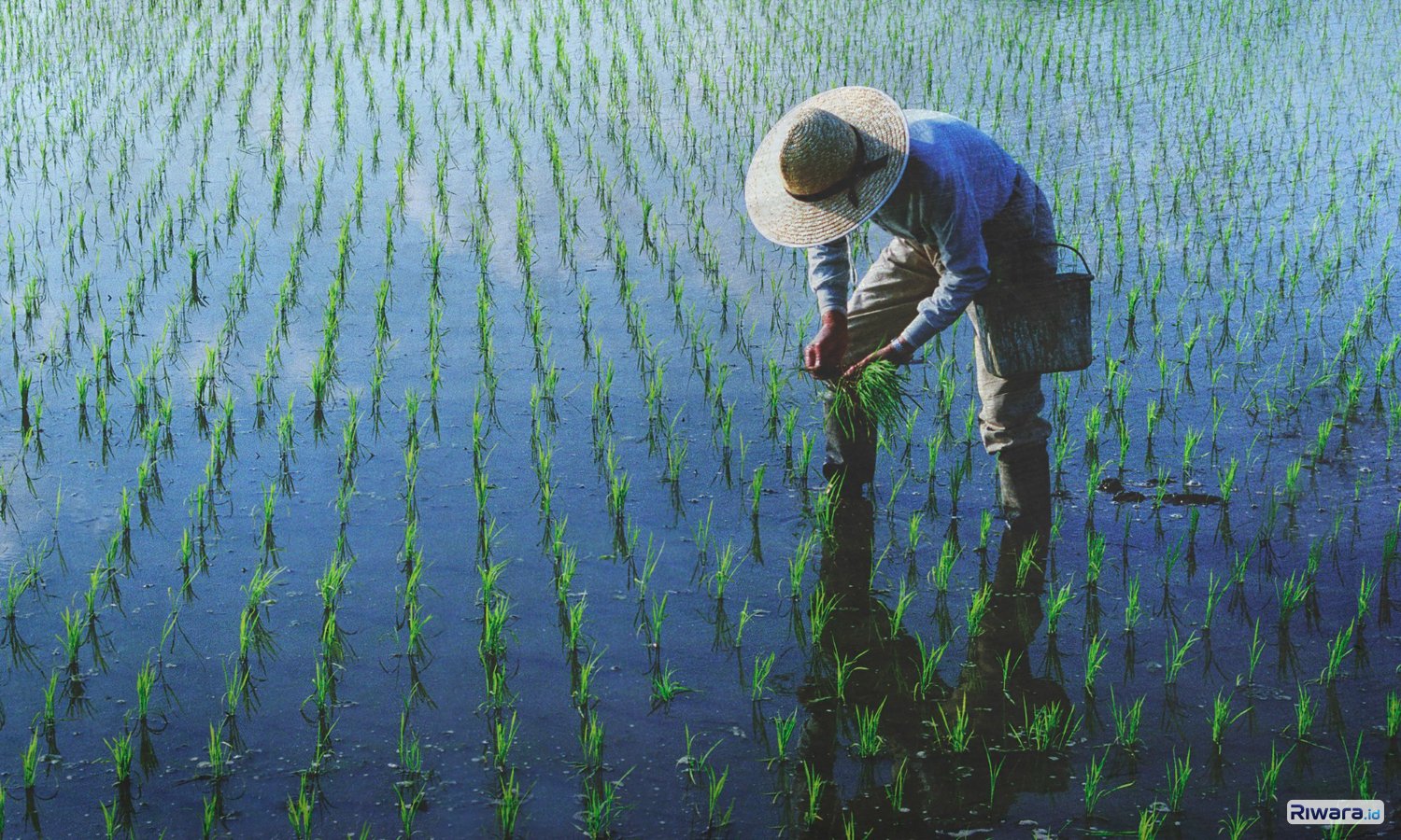 El Nino 2026, Musim Kemarau Jadi Lebih Kering dan Panjang, Ini Upaya Kementerian Pertanian Jaga Produksi Pangan