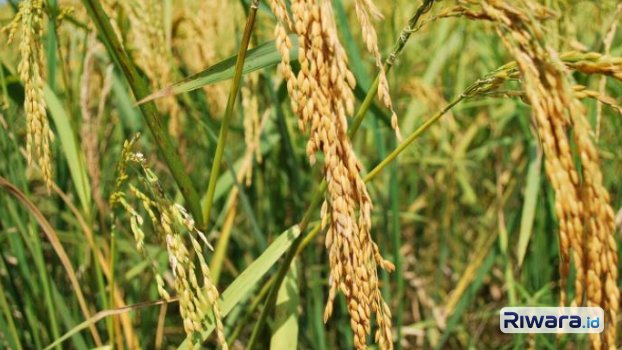 BPS Catat Potensi Produksi Beras Capai 7,06 Juta Ton hingga November 2026, Nilai Tukar Petani Naik Tipis