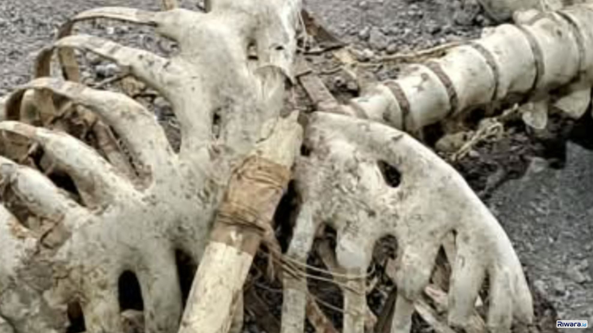 Geger! Niat Renovasi Ruko Kosong di Brebes, Pemilik Malah Temukan Kerangka Manusia